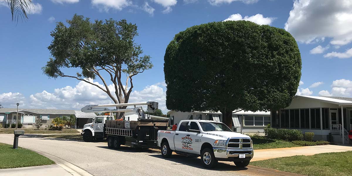 Englewood Florida tree removal